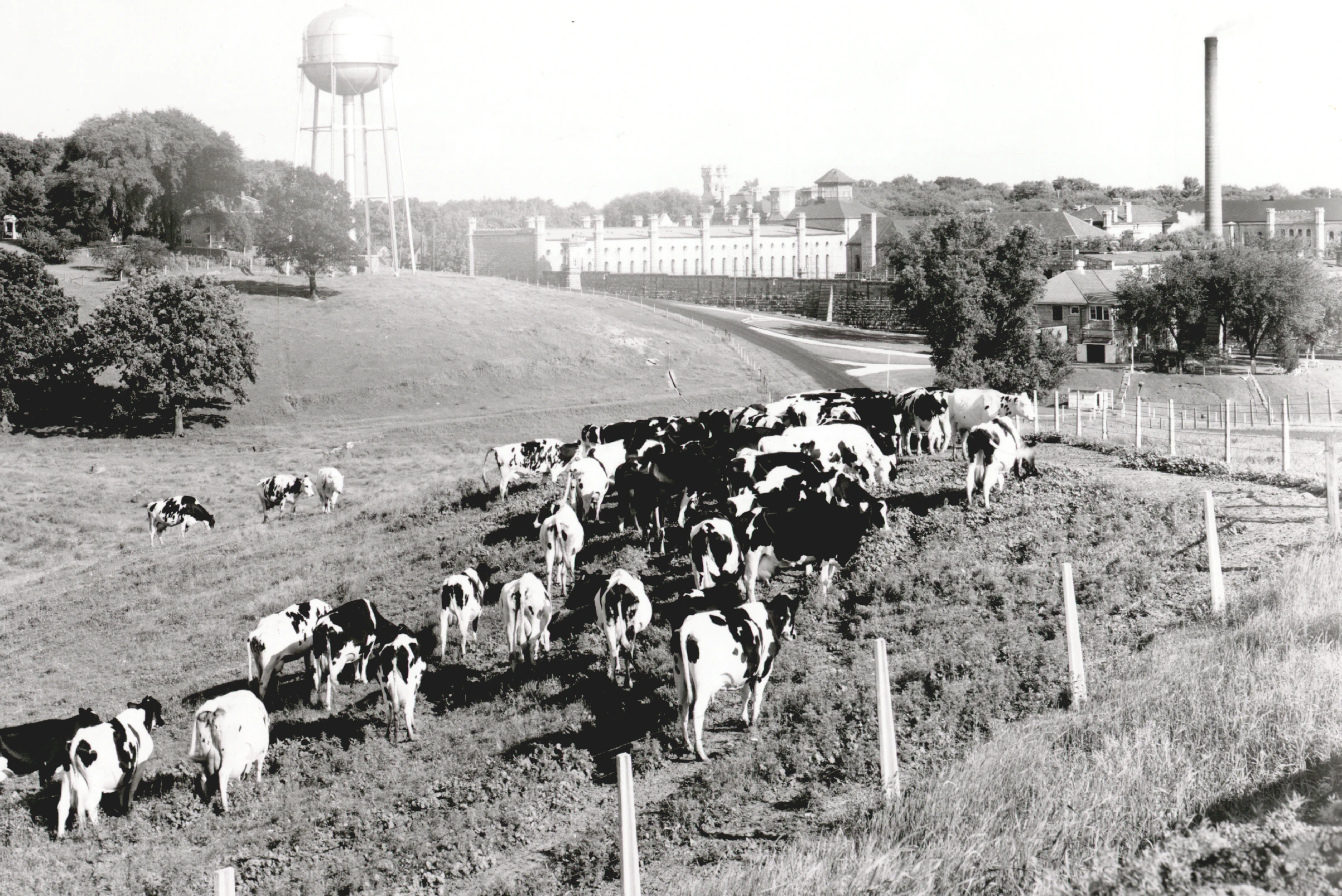 Dairy Herd